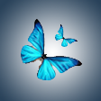 MorphOS